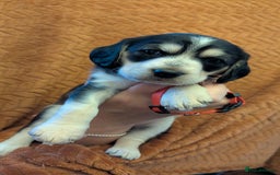 Cockerdor dogs for sale: Stunning Tri-coloured Cockerdors - Image 6