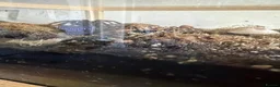 Tarantulas invertebrates for sale: Phormictopus sp. (Dom Purple) Bioactive Tank in Leamington Spa - Advert 2