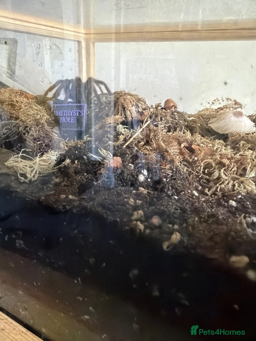 Tarantulas invertebrates for sale: Phormictopus sp. (Dom Purple) Bioactive Tank in Leamington Spa - Advert 2