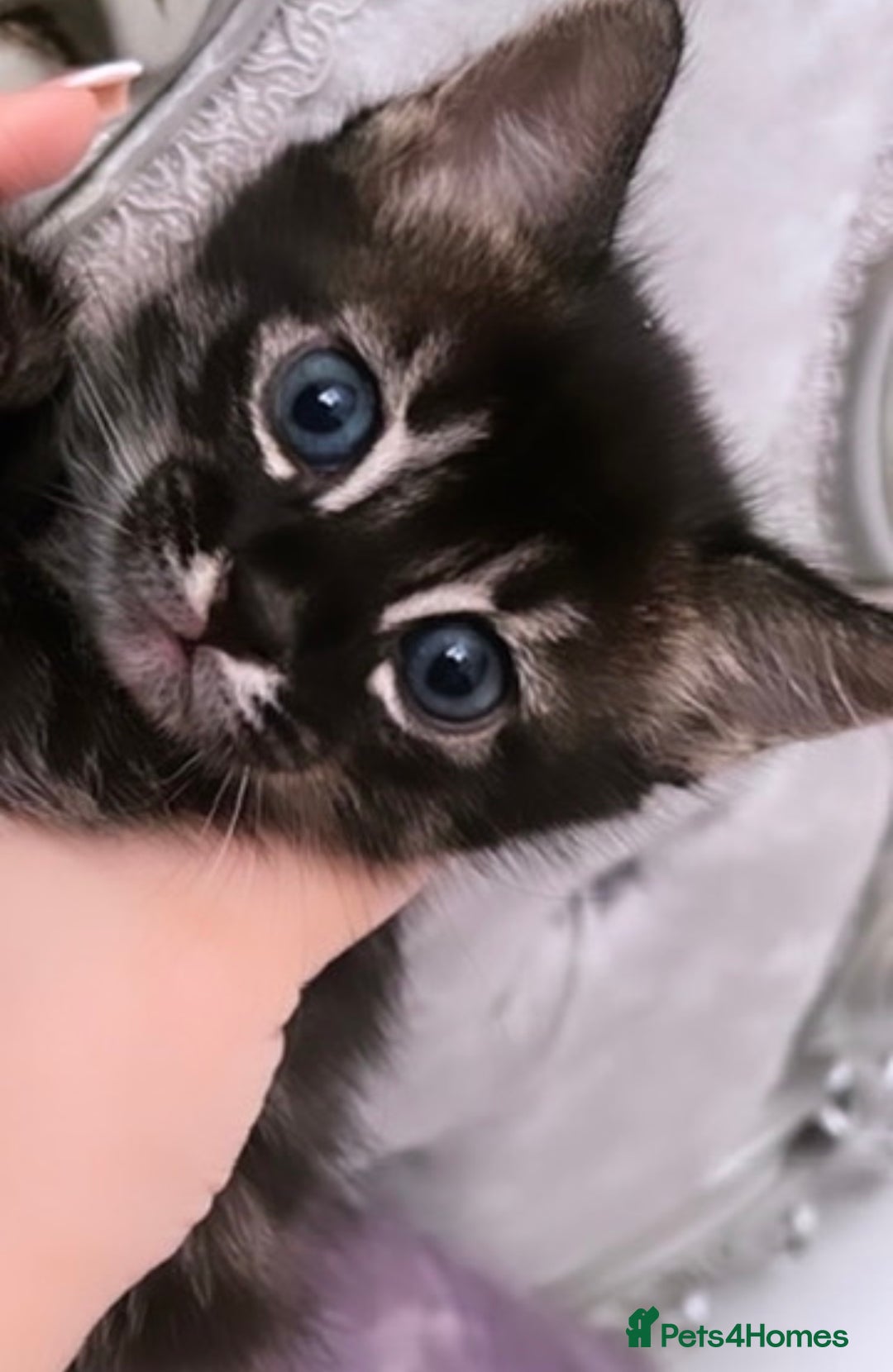 Mixed Breed cats for sale: Rare black blue eye bengal kittens - Image 1