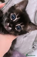 Mixed Breed cats Rare black blue eye bengal kittens - Advert 3