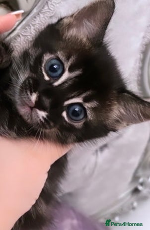 Mixed Breed cats - Advert 2