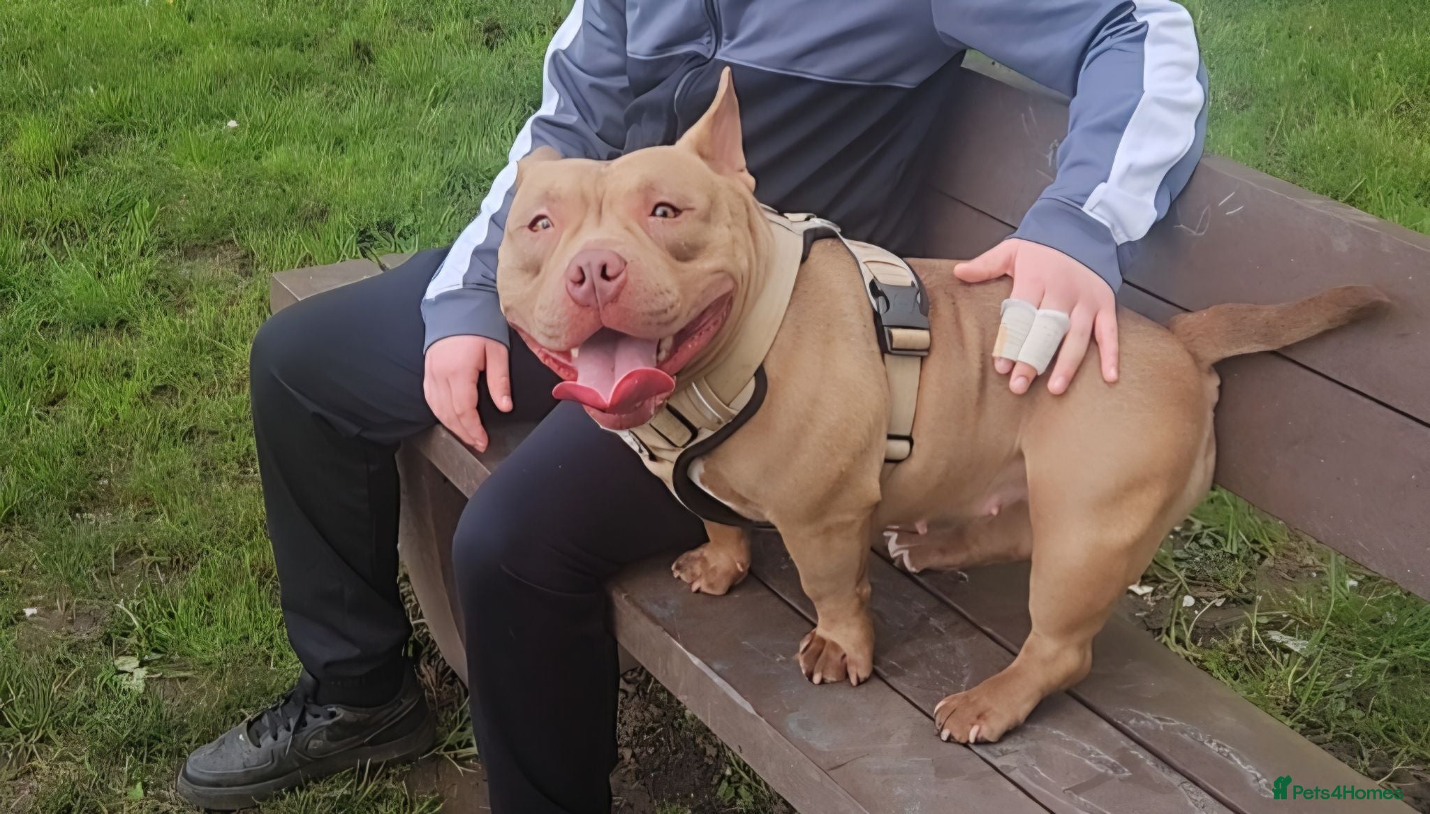 American Bully dogs  pocket bully  - Advert 2