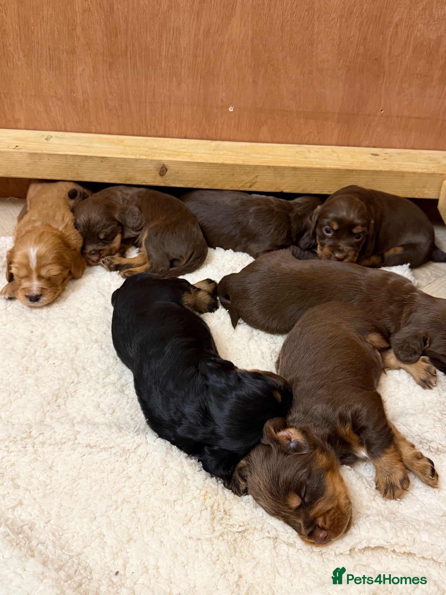 Cocker Spaniel dogs Stunning pedigree working cocker spaniel puppies  - Advert 1