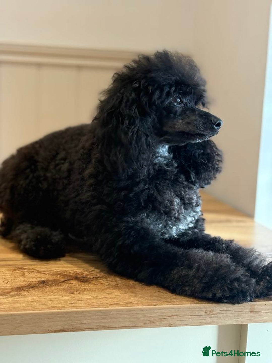 Toy Poodle dogs for sale: kc toy poodles by fully health tested parents - Advert 13