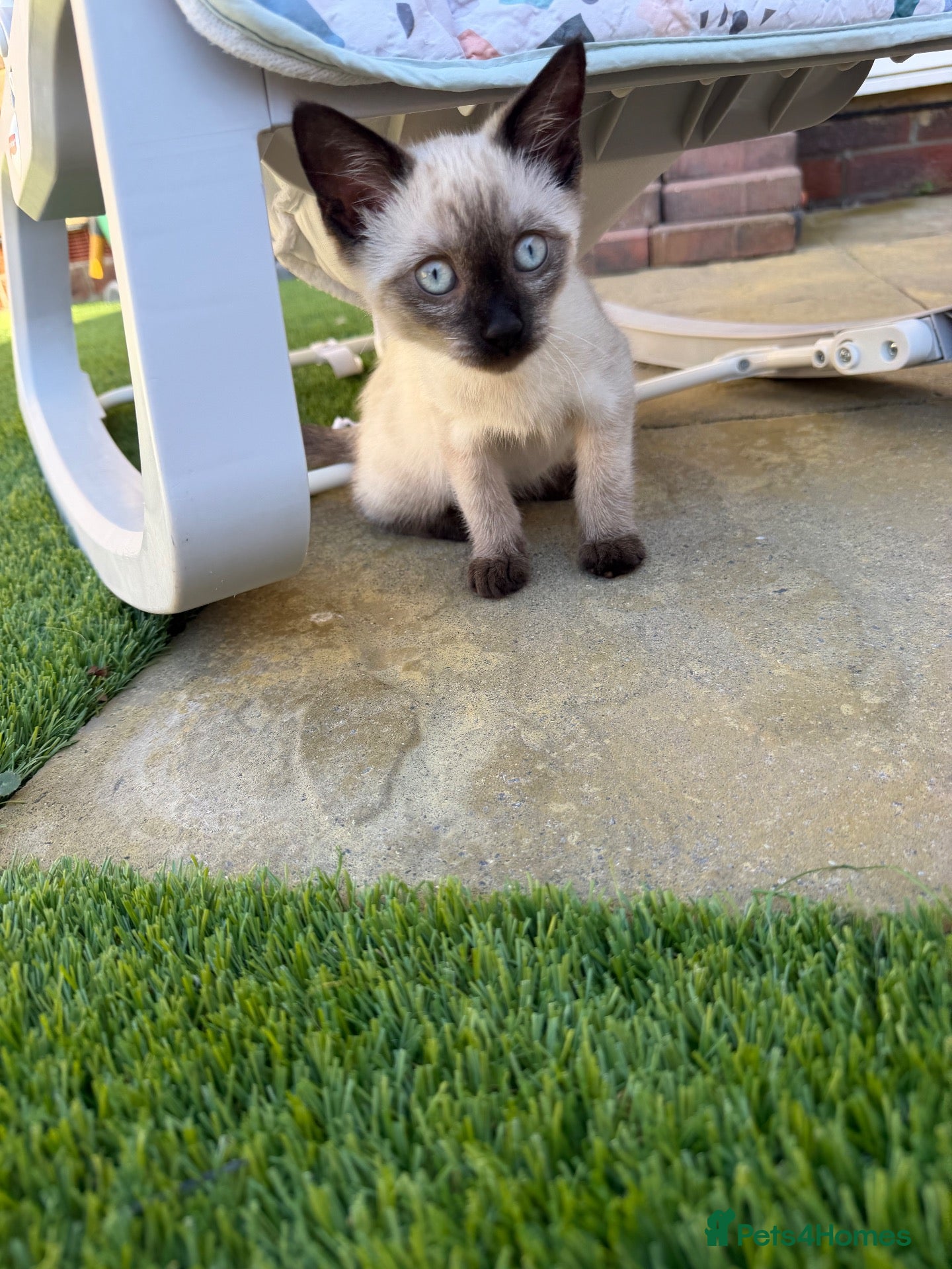 Siamese cats Smokey the Siamese - Advert 4
