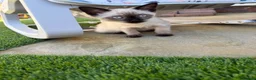 Siamese cats for sale: Smokey the Siamese - Advert 1