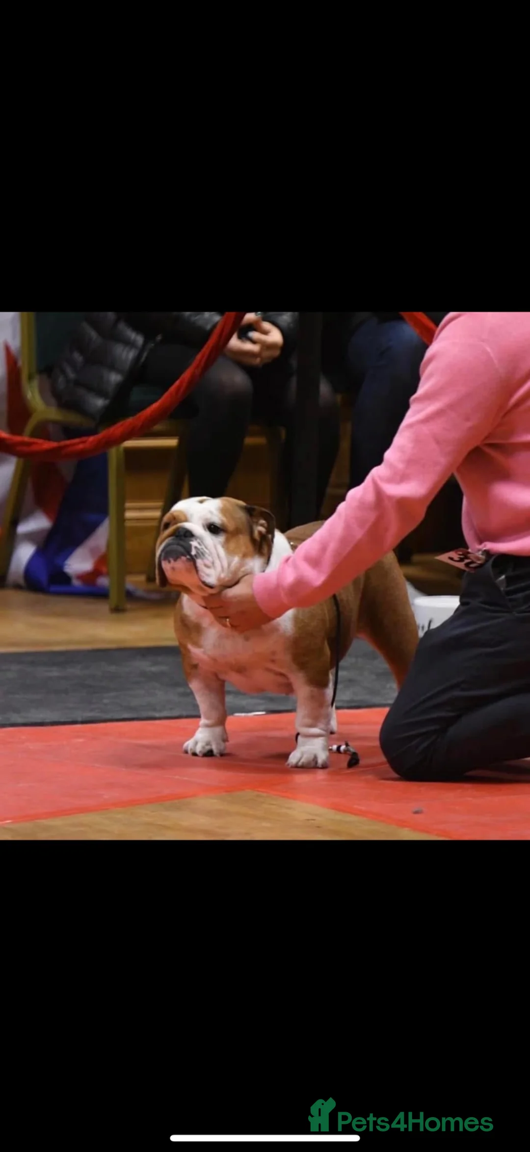 English Bulldog dogs for sale: KC Registered standard puppies - Advert 1