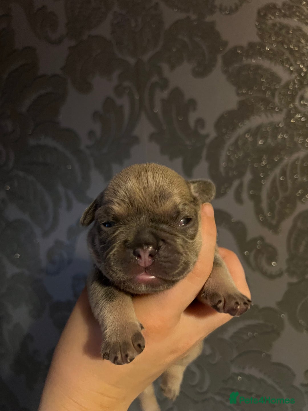 French Bulldog dogs for sale: french bulldog puppies in Manchester - Image 25