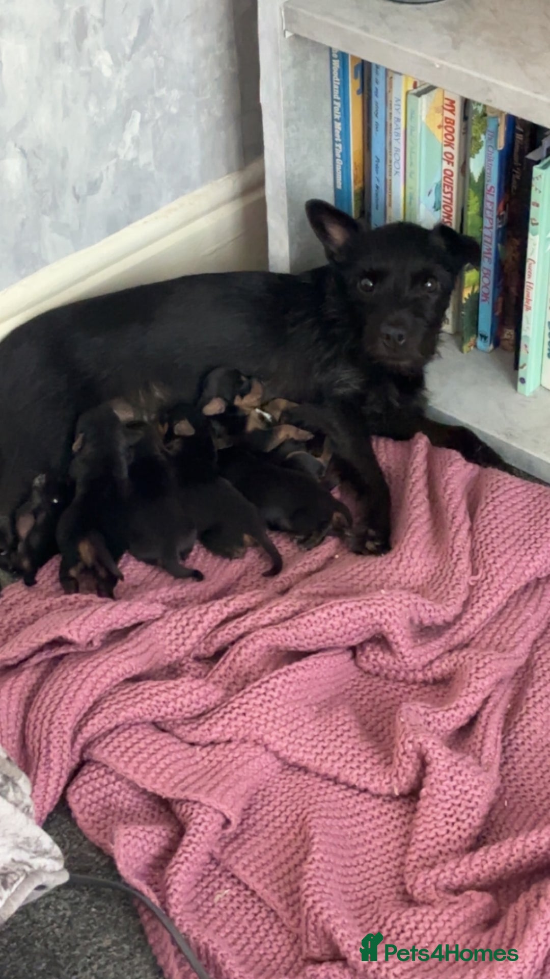 Mixed Breed dogs for sale: Dachshund x patterdale puppues - Image 2