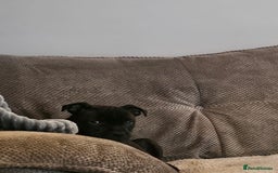 Staffordshire Bull Terrier dogs for sale: Stunning black girl - Image 2