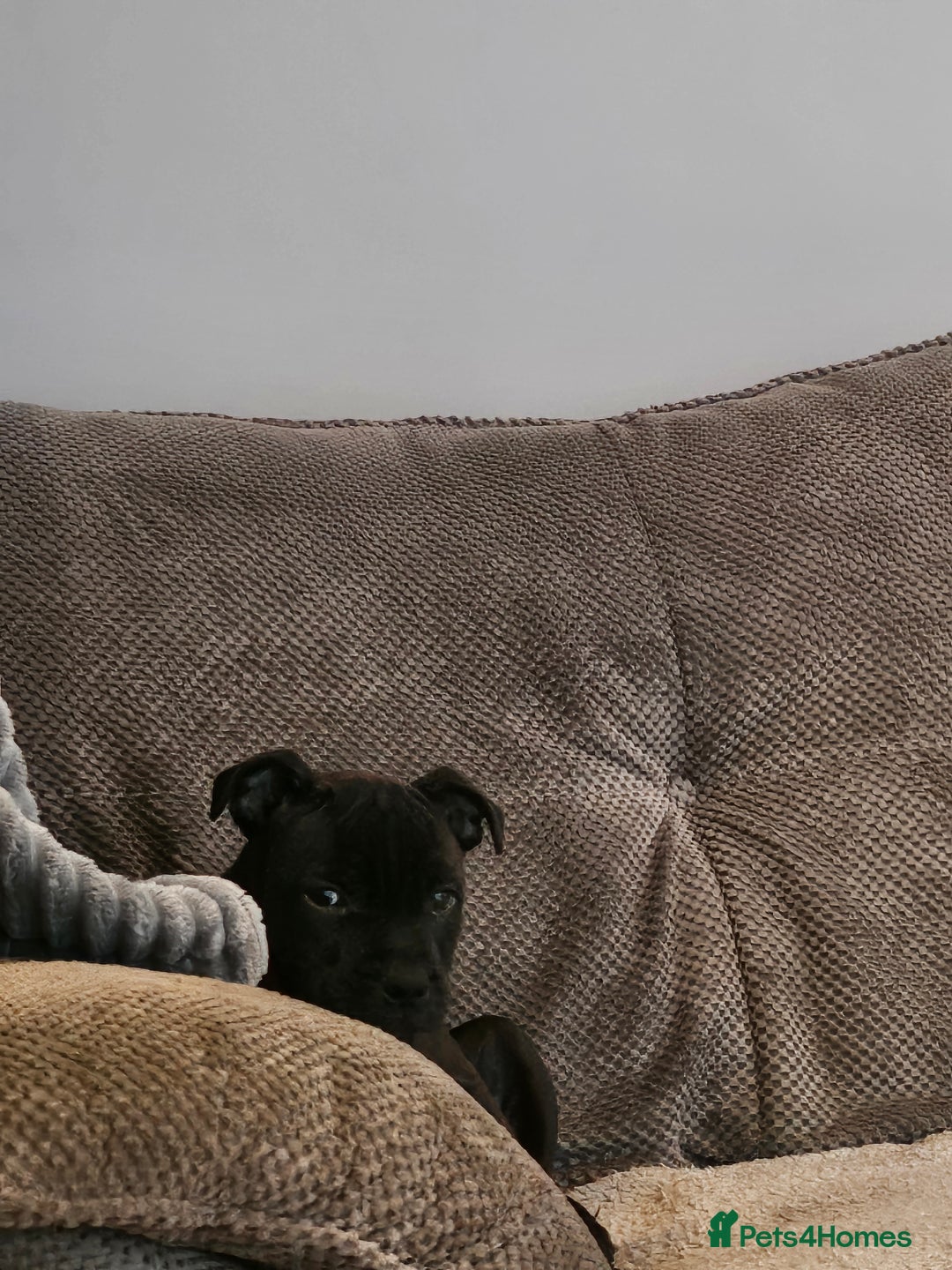 Staffordshire Bull Terrier dogs for sale: Stunning black girl - Image 2
