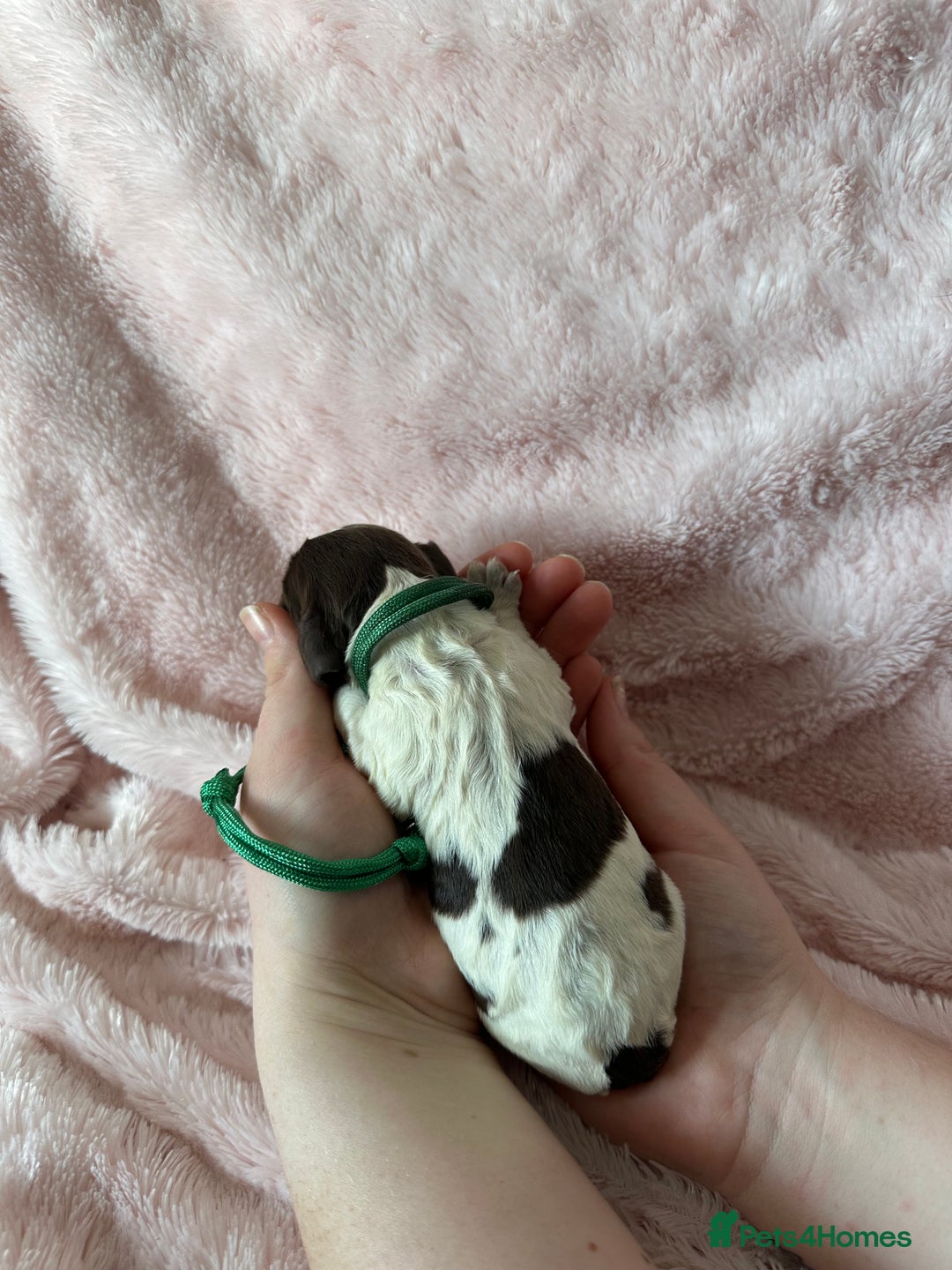 Cocker Spaniel dogs for sale: Cocker Spaniel Pups - Solid & Roan - Farlavale - Advert 9