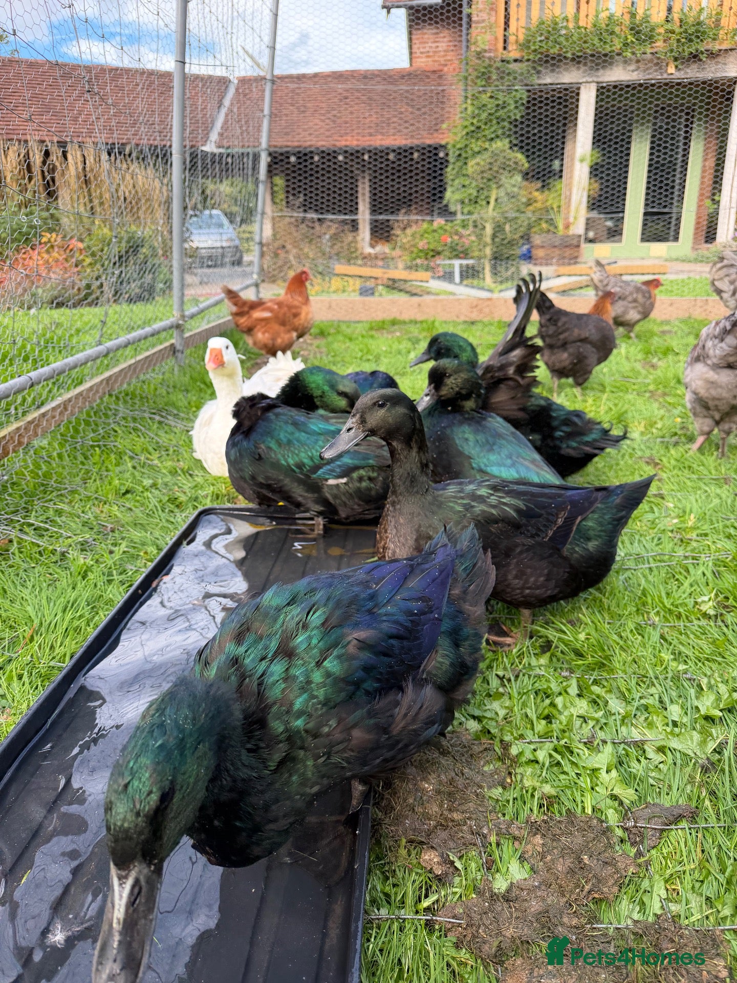 Ducks poultry Cayuga drakes.  - Advert 1