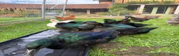 Ducks poultry for sale: Cayuga drakes.  in Frodsham - Advert 1