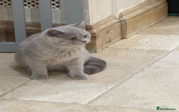 British Shorthair cats for sale: READY NOW - Lilac, BiColours & Colourpoint  - Image 27