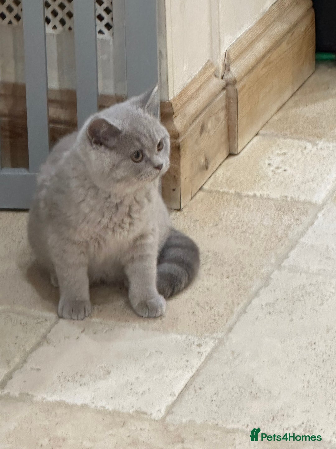 British Shorthair cats for sale: READY NOW - Lilac, BiColours & Colourpoint  - Image 27