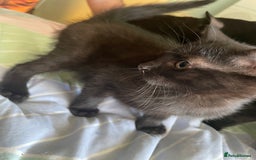 Mixed Breed cats for sale: 2 mixed breed female kittens - Advert 10