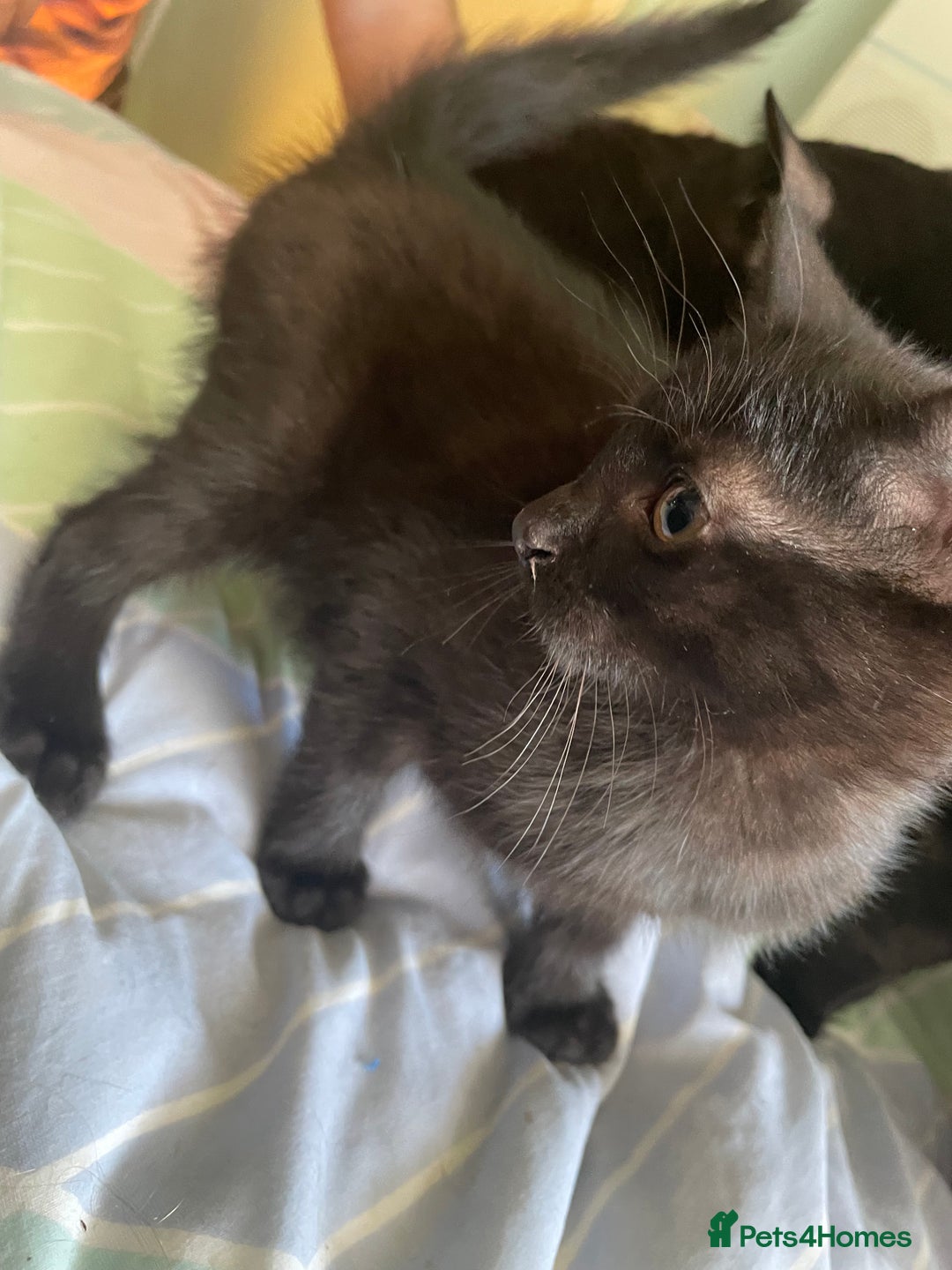 Mixed Breed cats for sale: 2 mixed breed female kittens - Advert 10