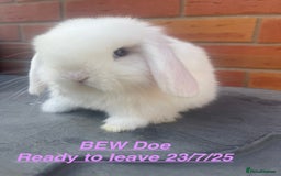Mini Lop rabbits for sale: Mini Lops Bunnies. READ DESCRIPTION - Updated 22/7 in Chard - Image 18