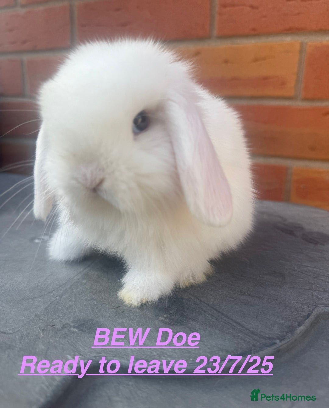 Mini Lop rabbits for sale: Mini Lops Bunnies. READ DESCRIPTION - Updated 22/7 in Chard - Image 18