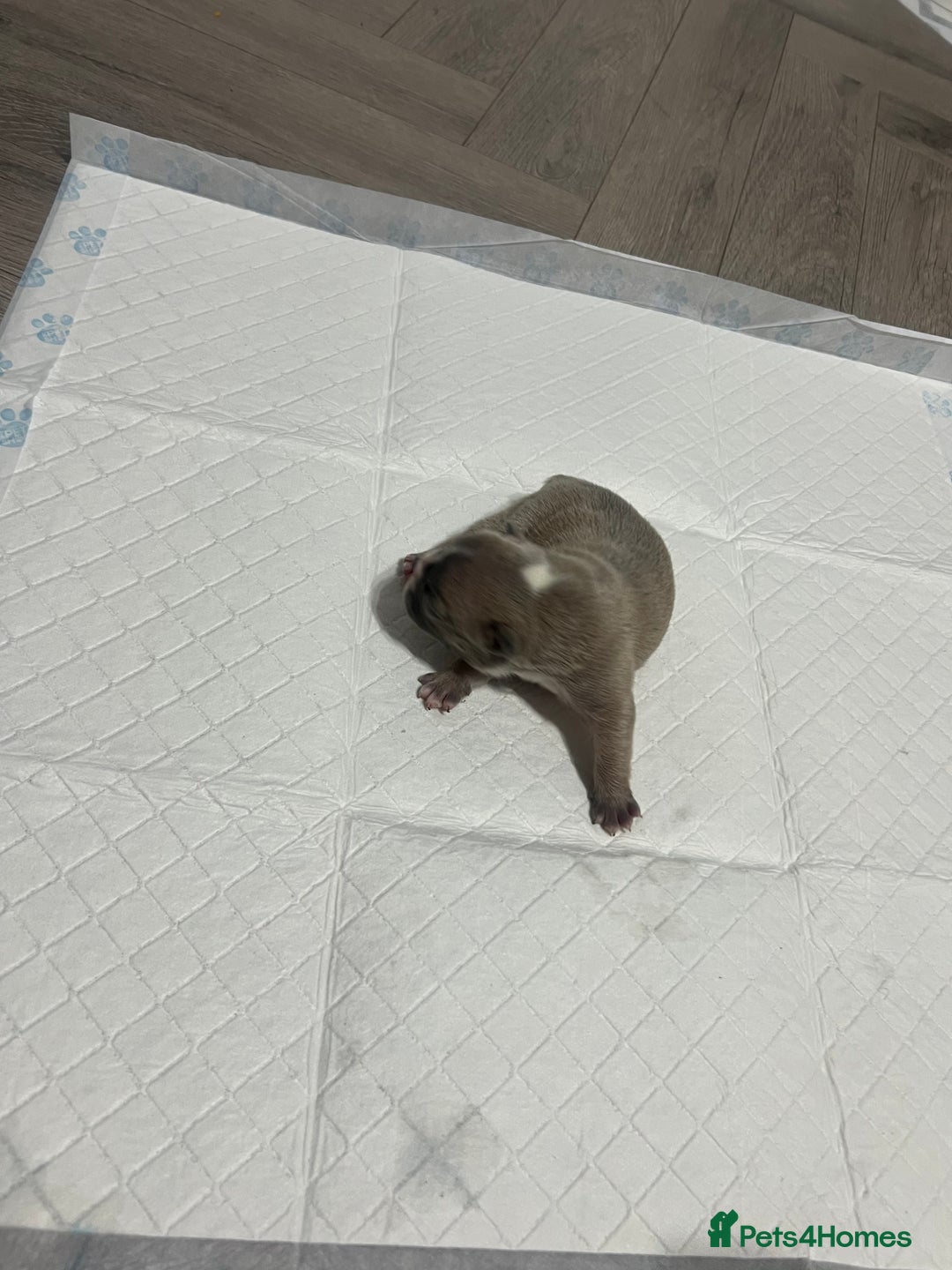 French Bulldog dogs for sale: French Bulldog Puppy’s  - Advert 10