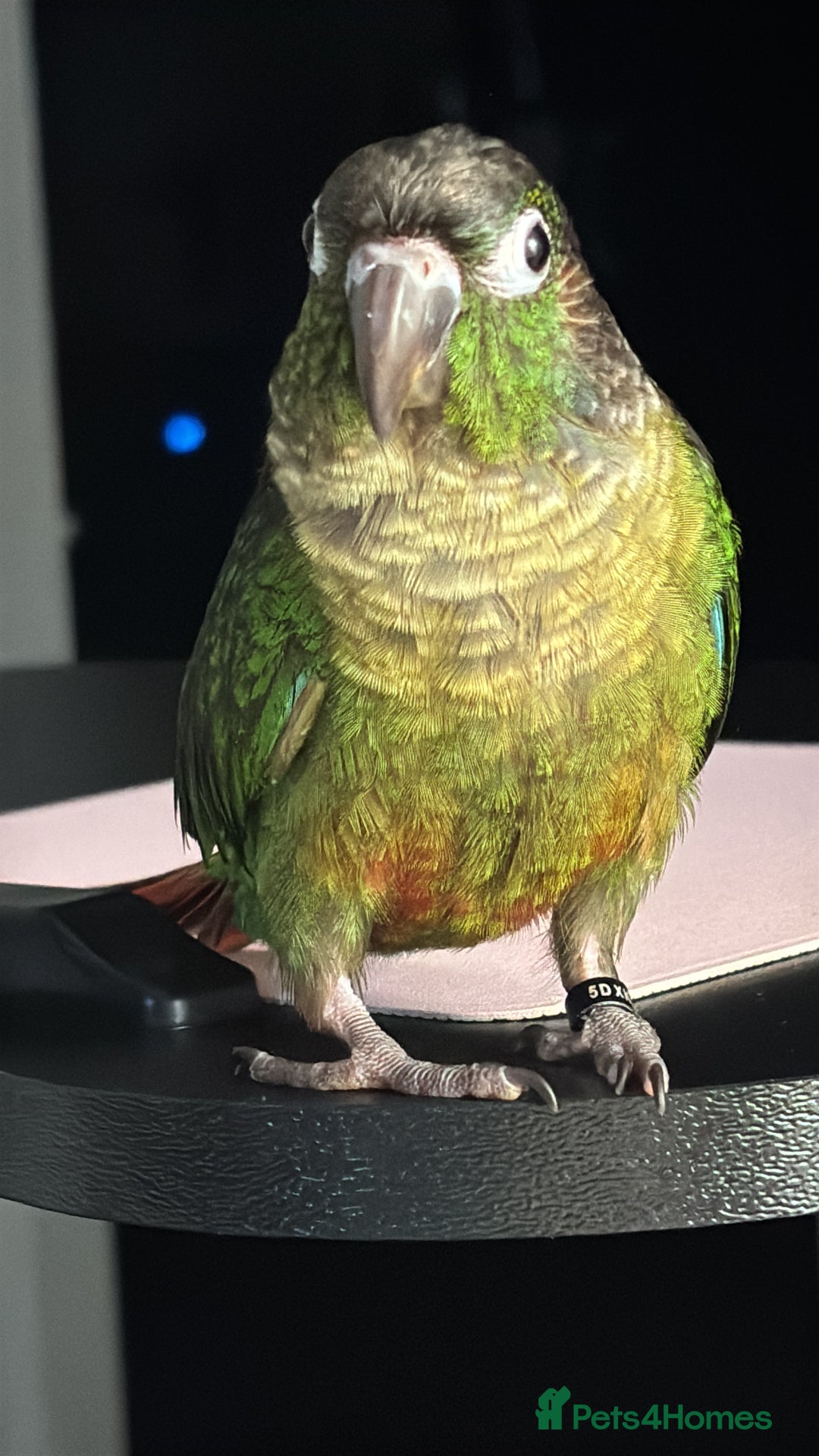 Conures birds for sale: URGENT SELL Tame 6-month old Male Conure in Wembley - Image 3