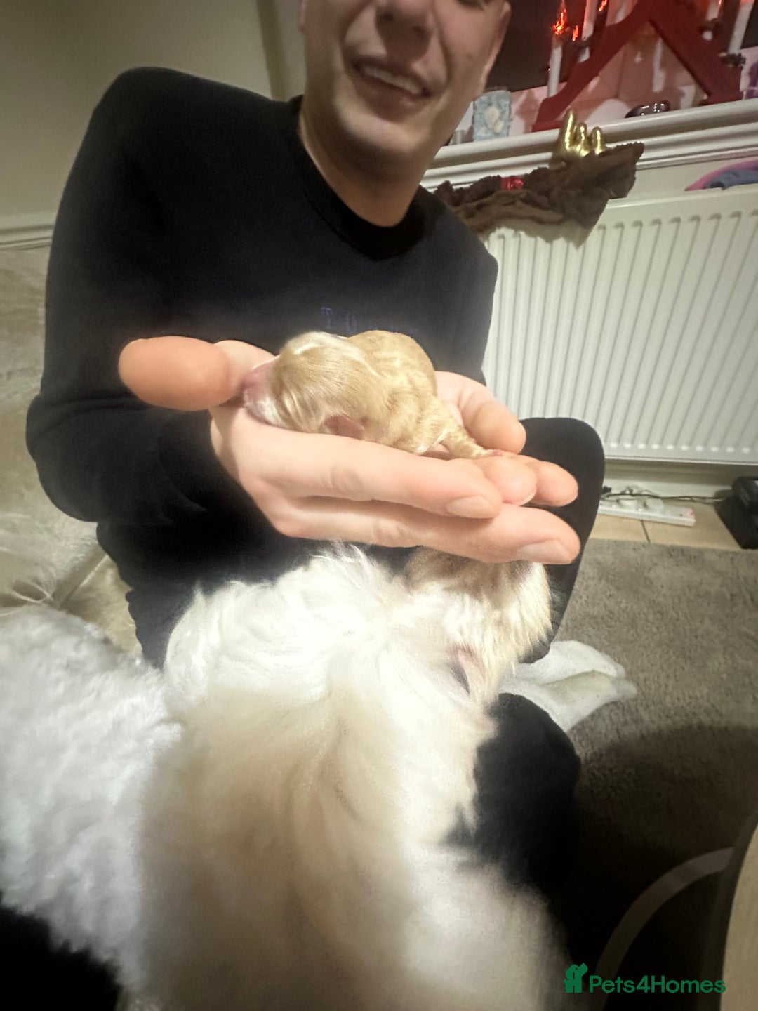 Maltipoo dogs for sale: Maltipoo Boy  - Advert 7