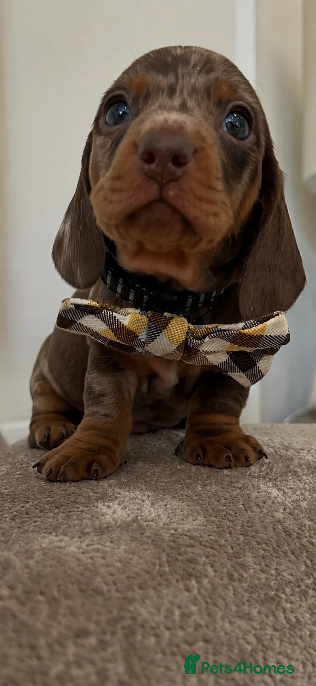 Miniature Dachshund dogs for sale: Miniature chocolate Dapple & Tan chocolate & Tan - Advert 10