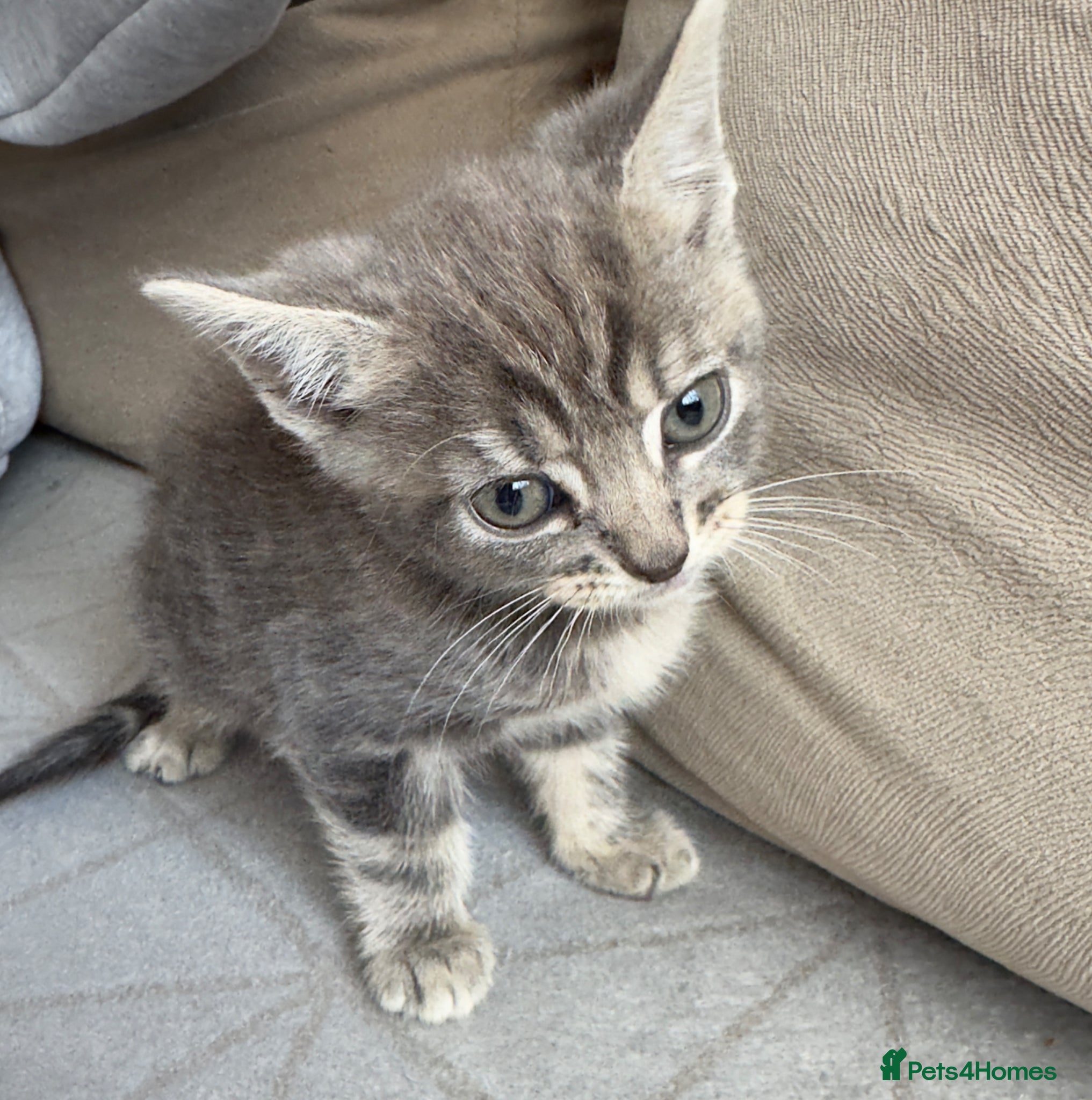 Mixed Breed cats A beautiful gray-brown tabby cat😍😍😍 - Advert 7
