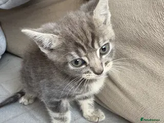 Mixed Breed cats A beautiful gray-brown tabby cat😍😍😍 - Advert 3