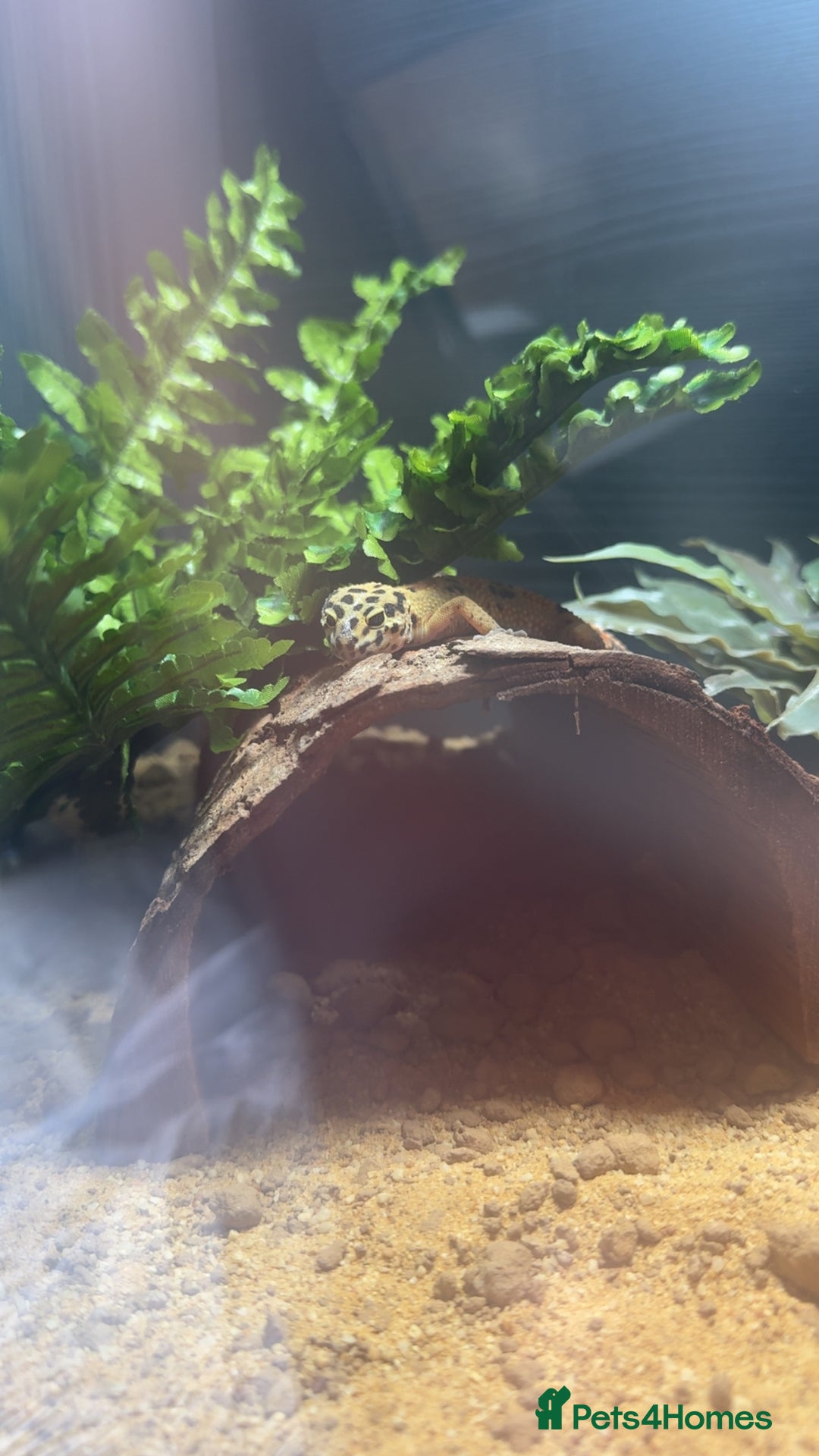Leopard Gecko reptiles for sale: Ziggy Leopard Gecko - Image 4