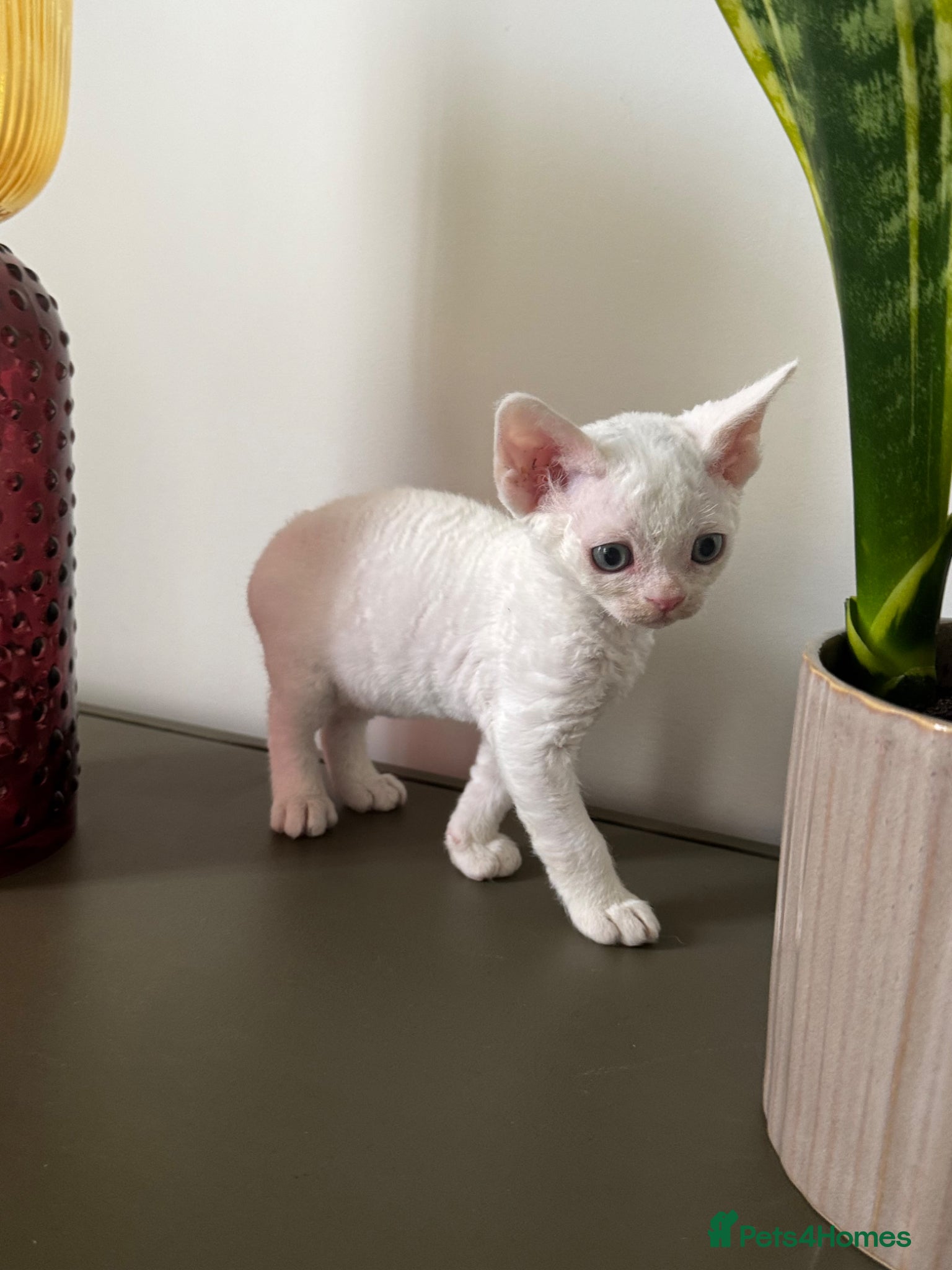 Devon Rex cats Exceptional FIFe Devon Rex Kittens 2 left only  - Advert 4