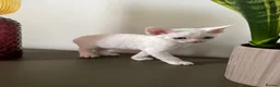 Devon Rex cats for sale: Exceptional FIFe Devon Rex Kittens 2 left only  - Advert 12