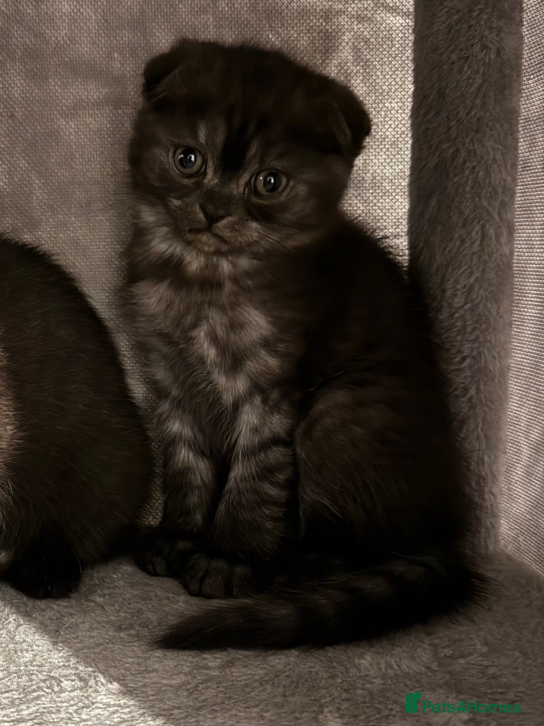 British Shorthair cats Gorgeous British Shorthair/Scottish Fold- last boy - Advert 3
