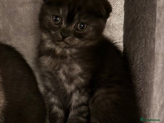 British Shorthair cats Gorgeous British Shorthair/Scottish Fold- last boy - Advert 6
