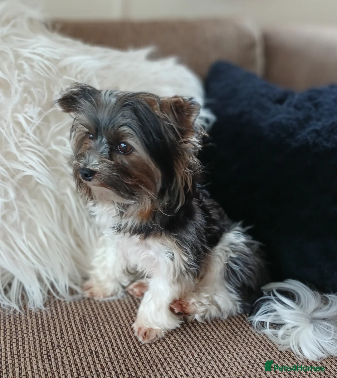 Yorkshire Terrier dogs for stud: Purebred BiewerTerrier/ColourfulYorkie Proven Stud in Merthyr Tydfil - Advert 23