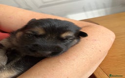 German Shepherd dogs for sale: Amazing fluffy German shepherd puppies  - Image 12