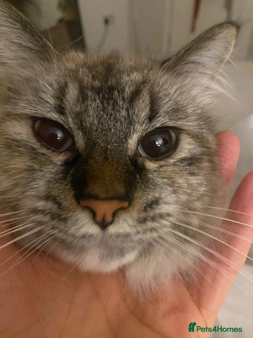 Mixed Breed cats for sale: Misha  - Advert 3