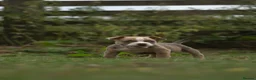 American Bully dogs for sale: American Micro Bullies  - Advert 7