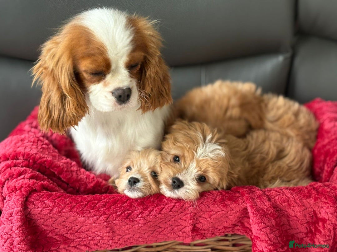 Cavapoo dogs for sale: Beautiful cavapoos ready now - Advert 9