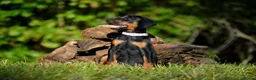 Dobermann dogs for sale: Beautiful litter for sale  - Advert 6