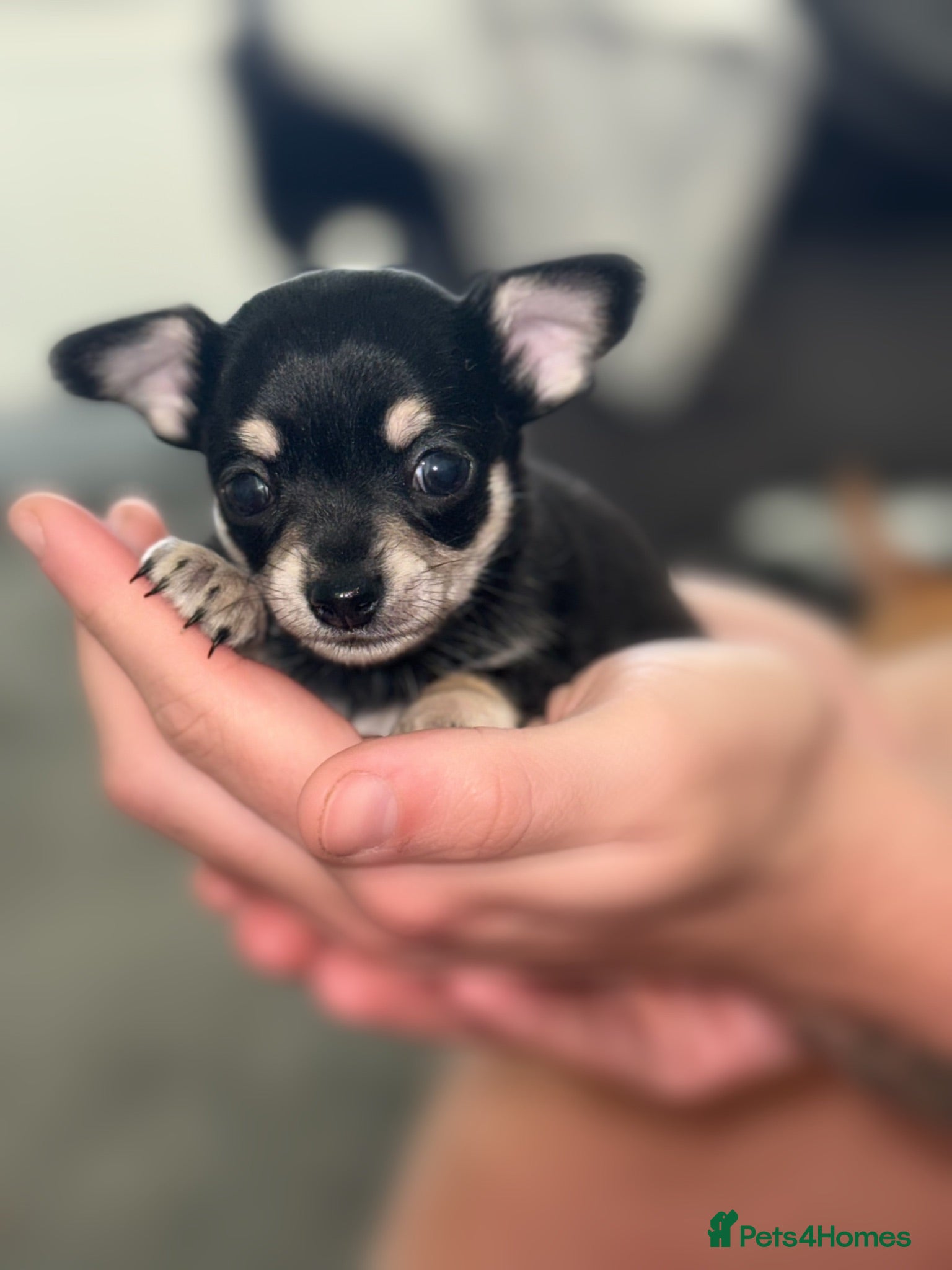 Chihuahua dogs Small Apple Head Chihuahua Beauty’s - Advert 13