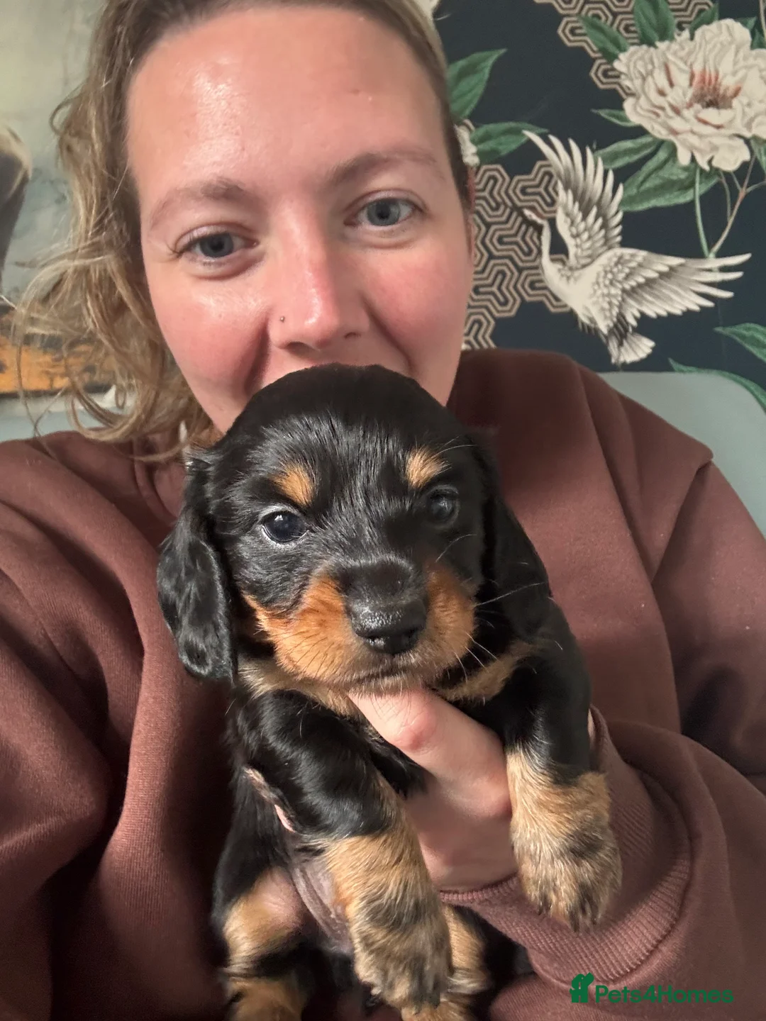 Miniature Dachshund dogs for sale: For Sale £1100 - Advert 1