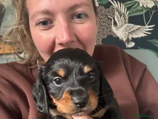 Miniature Dachshund dogs For Sale £1100 - Advert 2