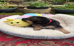 German Shepherd dogs for sale: German Shepherd puppy for sale - Image 19