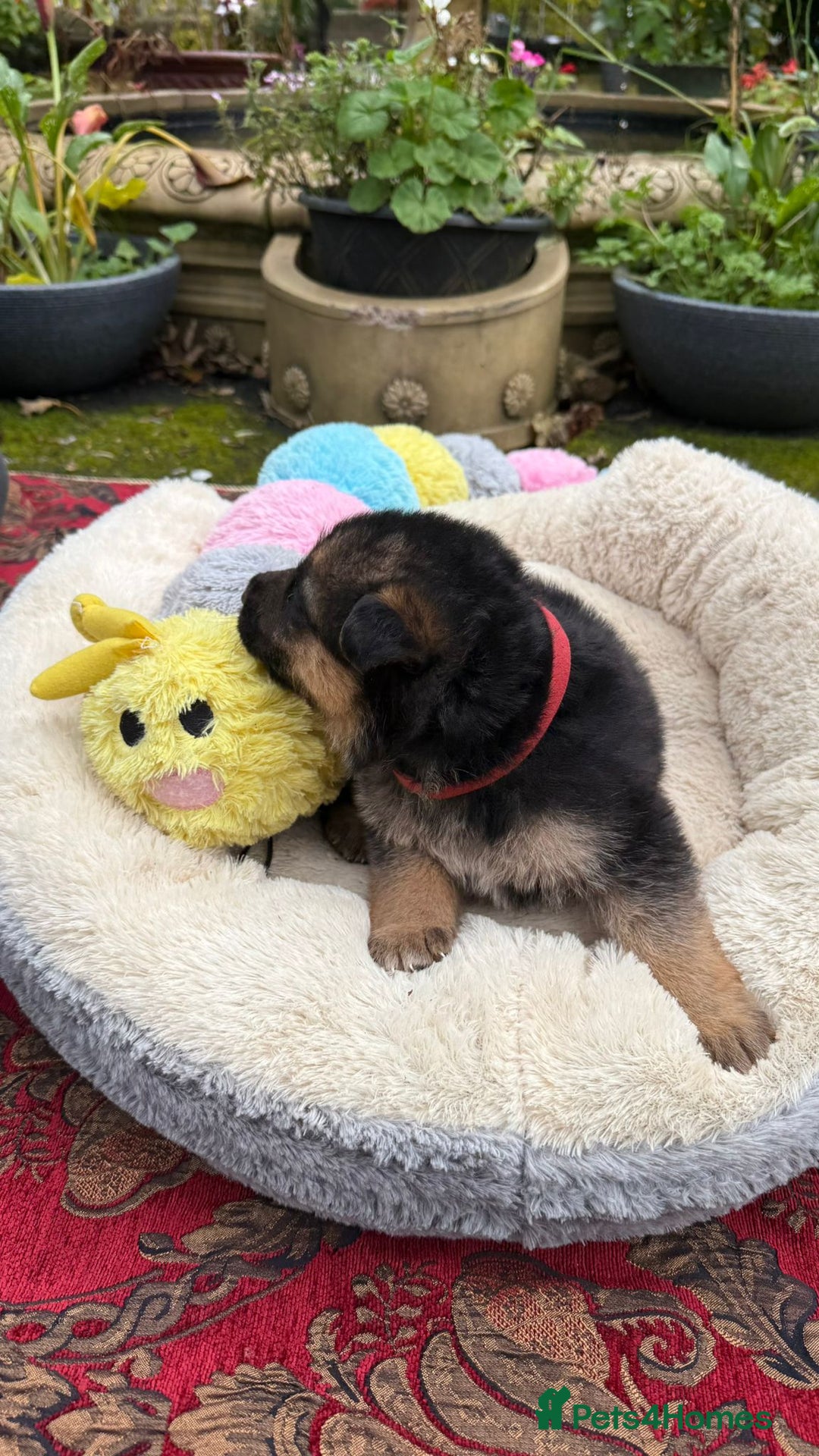 German Shepherd dogs for sale: German Shepherd puppy for sale - Image 19