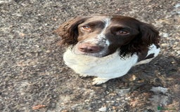 English Springer Spaniel dogs for sale: Springer Spaniel puppies - top pedigree - Image 2