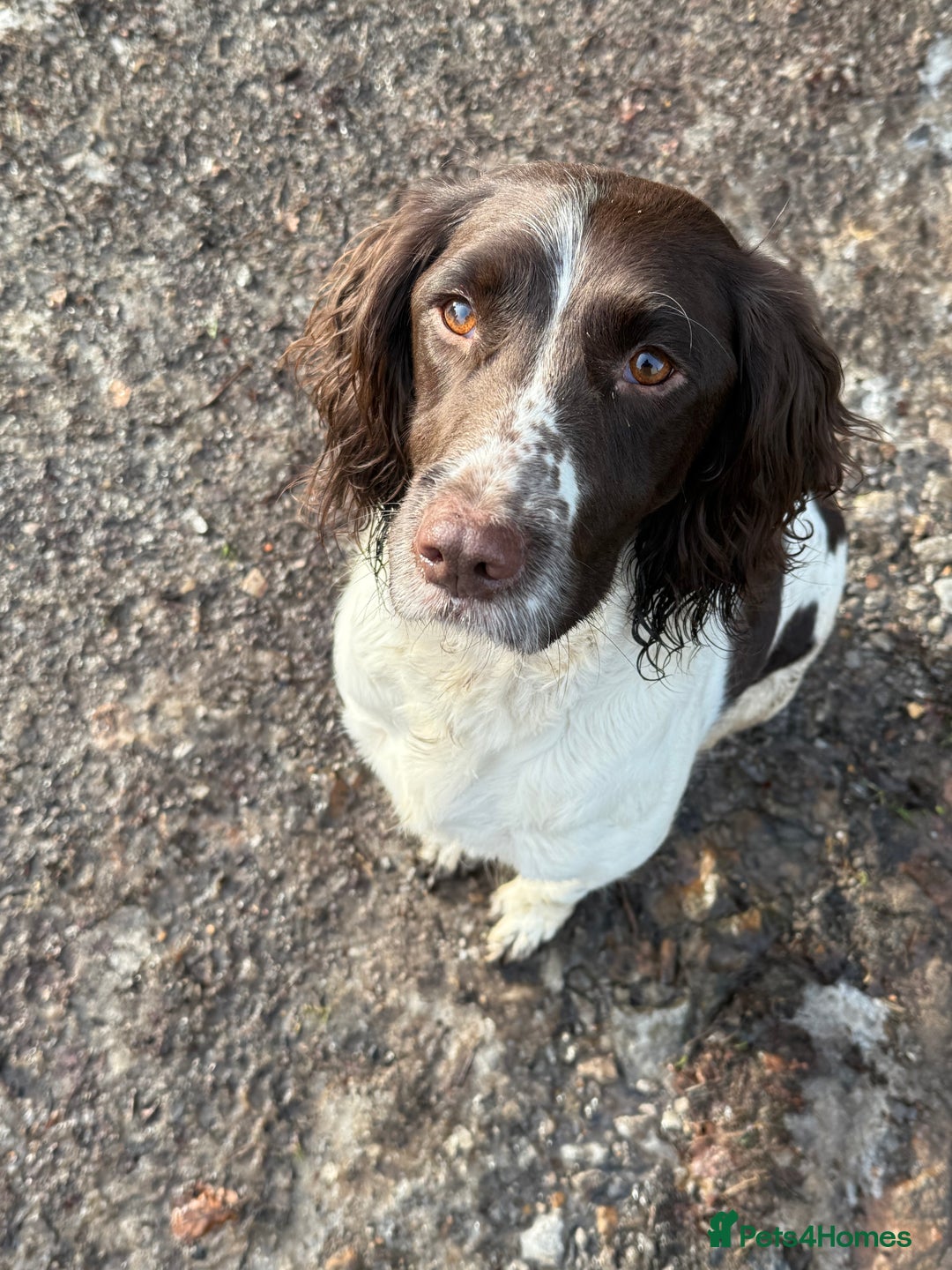 English Springer Spaniel dogs for sale: Springer Spaniel puppies - top pedigree - Image 2