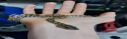 Boa Snake reptiles for sale: Brazilian rainbow boa - Advert 1